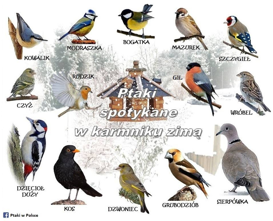 Ptaki spotykane w Polsce w okresie zimowym